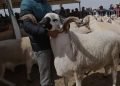 قرار ملكي يعيد الأمل للأسر المغربية مع انخفاض أسعار الأكباش