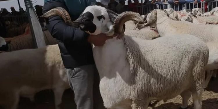 قرار ملكي يعيد الأمل للأسر المغربية مع انخفاض أسعار الأكباش