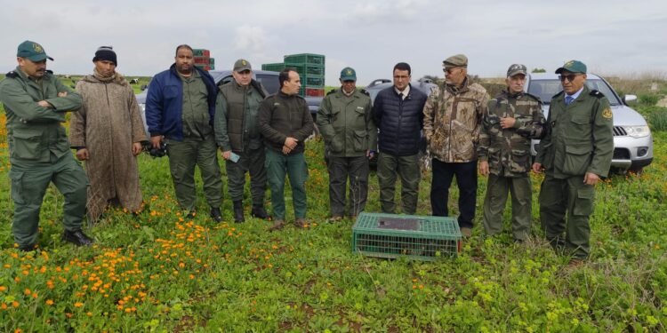 منطقة بطيوة جماعة مولاي عبدالله اقليم الجديدة تشهد عملية إعمار اقليمية عبر اطلاق حوالي 850 طائر الحجل بتنسيق بين الوكالة الوطنية للمياه والغابات والجامعة الملكية للقنص وتهم العملية 16 جماعة بإقليمي الجديدة وسيدي بنور
