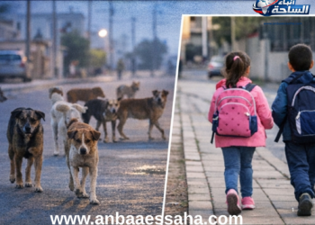 الكلاب الضالة بتجزئة الكليات بالجديدة… خطر متزايد يستدعي تدخلاً عاجلاً