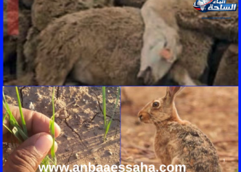 نفوق الأغنام والأرانب بجبال الشمال يثير القلق البيئي والغذائي.. دعوات لفتح تحقيق عاجل وتشديد مراقبة المبيدات