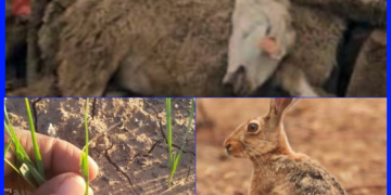 نفوق الأغنام والأرانب بجبال الشمال يثير القلق البيئي والغذائي.. دعوات لفتح تحقيق عاجل وتشديد مراقبة المبيدات