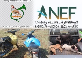 الجديدة.. إحباط عملية صيد غير قانوني وحجز دراجتين ناريتين وتوقيف مشتبه فيه بالشعيبات