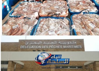 موسم الأخطبوط بالجديدة.. هل تنتصر المراقبة الميدانية أم يبتلع التهريب وعود الورق؟
