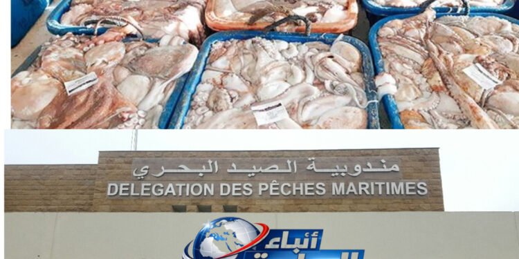 موسم الأخطبوط بالجديدة.. هل تنتصر المراقبة الميدانية أم يبتلع التهريب وعود الورق؟